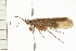  (Limnephilus janus - 08ABCAD-0191)  @14 [ ] CreativeCommons - Attribution (2008) Unspecified Centre for Biodiversity Genomics
