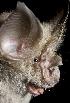  (Rhinolophus hildebrandtii - 07IVK-510)  @14 [ ] Copyright (2008) Unspecified Centers for Disease Control and Prevention