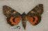  ( - 017-09-240867-WA)  @13 [ ] Copyright (2008) Unspecified Research Collection of Robert J. Borth