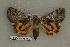  ( - 076-58-140504-TX)  @13 [ ] Copyright (2008) Unspecified Research Collection of Robert J. Borth