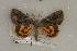  ( - 084-63-270405-FL)  @13 [ ] Copyright (2008) Unspecified Research Collection of Robert J. Borth