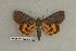  ( - 088-68-110602-OK)  @14 [ ] Copyright (2008) Unspecified Research Collection of Robert J. Borth