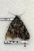  ( - 356-75-250506-FL)  @12 [ ] Copyright (2008) Unspecified Research Collection of Robert J. Borth