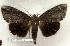  ( - 130-85-130802-IN)  @12 [ ] Copyright (2008) Unspecified Research Collection of Robert J. Borth