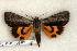  ( - 219-47-110702-KY)  @13 [ ] Copyright (2008) Unspecified Research Collection of Robert J. Borth