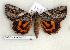  ( - 257-63-210504-TX)  @13 [ ] Copyright (2008) Unspecified Research Collection of Robert J. Borth