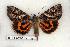  ( - 261-63-300406-FL)  @13 [ ] Copyright (2008) Unspecified Research Collection of Robert J. Borth