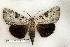  ( - 289-86-100802-KY)  @14 [ ] Copyright (2008) Unspecified Research Collection of Robert J. Borth