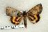  ( - 376-58-210506-FL)  @13 [ ] Copyright (2008) Unspecified Research Collection of Robert J. Borth
