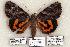  ( - 377-COI-06)  @14 [ ] Copyright (2008) Unspecified Research Collection of Robert J. Borth