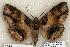  ( - 392-COI-06)  @14 [ ] Copyright (2008) Unspecified Research Collection of Robert J. Borth