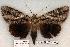  ( - 494-8788-120802-IN)  @14 [ ] Copyright (2008) Unspecified Research Collection of Robert J. Borth