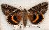  ( - 517-8802-090802-KY)  @15 [ ] Copyright (2008) Unspecified Research Collection of Robert J. Borth