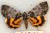  ( - 617-8871-010795-MI)  @14 [ ] Copyright (2008) Unspecified Research Collection of Robert J. Borth