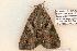  ( - 620-8863-170506-FL)  @13 [ ] Copyright (2008) Unspecified Research Collection of Robert J. Borth