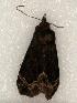  ( - 649-8445-130802-IN)  @13 [ ] Copyright (2008) Unspecified Research Collection of Robert J. Borth