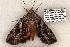  ( - 657-8863-170506-FL)  @13 [ ] Copyright (2008) Unspecified Research Collection of Robert J. Borth
