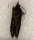  ( - 650-8448-090802-KY)  @12 [ ] Copyright (2008) Unspecified Research Collection of Robert J. Borth