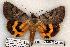  (Catocala abbreviatella - 565-8841-090602-OK)  @14 [ ] Copyright (2008) Unspecified Research Collection of Robert J. Borth