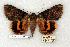  ( - 707-8835-230641-TX)  @14 [ ] Copyright (2008) Unspecified Research Collection of Robert J. Borth