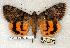  ( - 709-8835-310539-TX)  @13 [ ] Copyright (2008) Unspecified Research Collection of Robert J. Borth