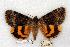  ( - 710-8835-260657-TX)  @14 [ ] Copyright (2008) Unspecified Research Collection of Robert J. Borth