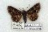  ( - 716-8688-200395-AZ)  @13 [ ] Copyright (2008) Unspecified Research Collection of Robert J. Borth