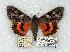  ( - 738-8809-260878-OR)  @14 [ ] Copyright (2008) Unspecified Research Collection of Robert J. Borth