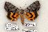  ( - 760-020506-FL)  @15 [ ] Copyright (2008) Unspecified Research Collection of Robert J. Borth