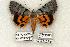  ( - 823-130602-AR)  @14 [ ] Copyright (2008) Unspecified Research Collection of Robert J. Borth