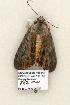  ( - 882-COI-06)  @13 [ ] Copyright (2008) Unspecified Research Collection of Robert J. Borth