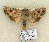  ( - 889-COI-06)  @14 [ ] Copyright (2008) Unspecified Research Collection of Robert J. Borth