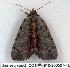  ( - 910-200507-FL)  @12 [ ] Copyright (2008) Unspecified Research Collection of Robert J. Borth