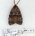  ( - 929-120707-MI)  @13 [ ] Copyright (2008) Unspecified Research Collection of Robert J. Borth