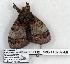  ( - 930-110707-MI)  @12 [ ] Copyright (2008) Unspecified Research Collection of Robert J. Borth