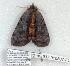  ( - 937-010507-FL)  @12 [ ] Copyright (2008) Unspecified Research Collection of Robert J. Borth