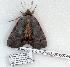  ( - 938-080507-FL)  @12 [ ] Copyright (2008) Unspecified Research Collection of Robert J. Borth