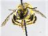  ( - NHMW-HYM 11)  @12 [ ] CreativeCommons  Attribution Non-Commercial (by-nc) (2017) Unspecified Natural History Museum Vienna