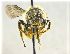  ( - NHMW-HYM 12)  @13 [ ] CreativeCommons  Attribution Non-Commercial (by-nc) (2017) Unspecified Natural History Museum Vienna