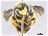  ( - NHMW-HYM 57)  @13 [ ] Unspecified (default): All Rights Reserved (2017) Unspecified Natural History Museum Vienna