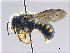  (Pseudoanthidium - NHMW-HYM 57)  @15 [ ] Unspecified (default): All Rights Reserved (2017) Unspecified Natural History Museum Vienna