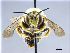  (Anthidium punctatum - NHMW-HYM 141)  @15 [ ] Unspecified (default): All Rights Reserved (2017) Unspecified Natural History Museum Vienna
