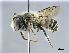 (Megachile apicalis - NHMW-HYM 196)  @14 [ ] CreativeCommons  Attribution Non-Commercial (by-nc) (2017) Unspecified Natural History Museum Vienna