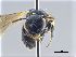  ( - NHMW-HYM 266)  @12 [ ] Unspecified (default): All Rights Reserved (2017) Unspecified Natural History Museum Vienna