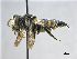  (Coelioxys elongata - NHMW-HYM 299)  @14 [ ] Unspecified (default): All Rights Reserved (2017) Unspecified Natural History Museum Vienna