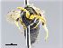  ( - NHMW-HYM 341)  @12 [ ] CreativeCommons  Attribution Non-Commercial (by-nc) (2017) Unspecified Natural History Museum Vienna