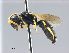  ( - NHMW-HYM 341)  @13 [ ] CreativeCommons  Attribution Non-Commercial (by-nc) (2017) Unspecified Natural History Museum Vienna