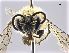  (Colletes daviesanus - NHMW-HYM 412)  @15 [ ] CreativeCommons  Attribution Non-Commercial (by-nc) (2017) Unspecified Natural History Museum Vienna