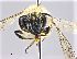  ( - NHMW-HYM 413)  @14 [ ] CreativeCommons  Attribution Non-Commercial (by-nc) (2017) Unspecified Natural History Museum Vienna