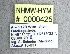  ( - NHMW-HYM 425)  @12 [ ] CreativeCommons  Attribution Non-Commercial (by-nc) (2017) Unspecified Natural History Museum Vienna